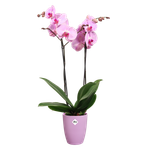 brussels orchidee hoog 12,5cm levendig violet